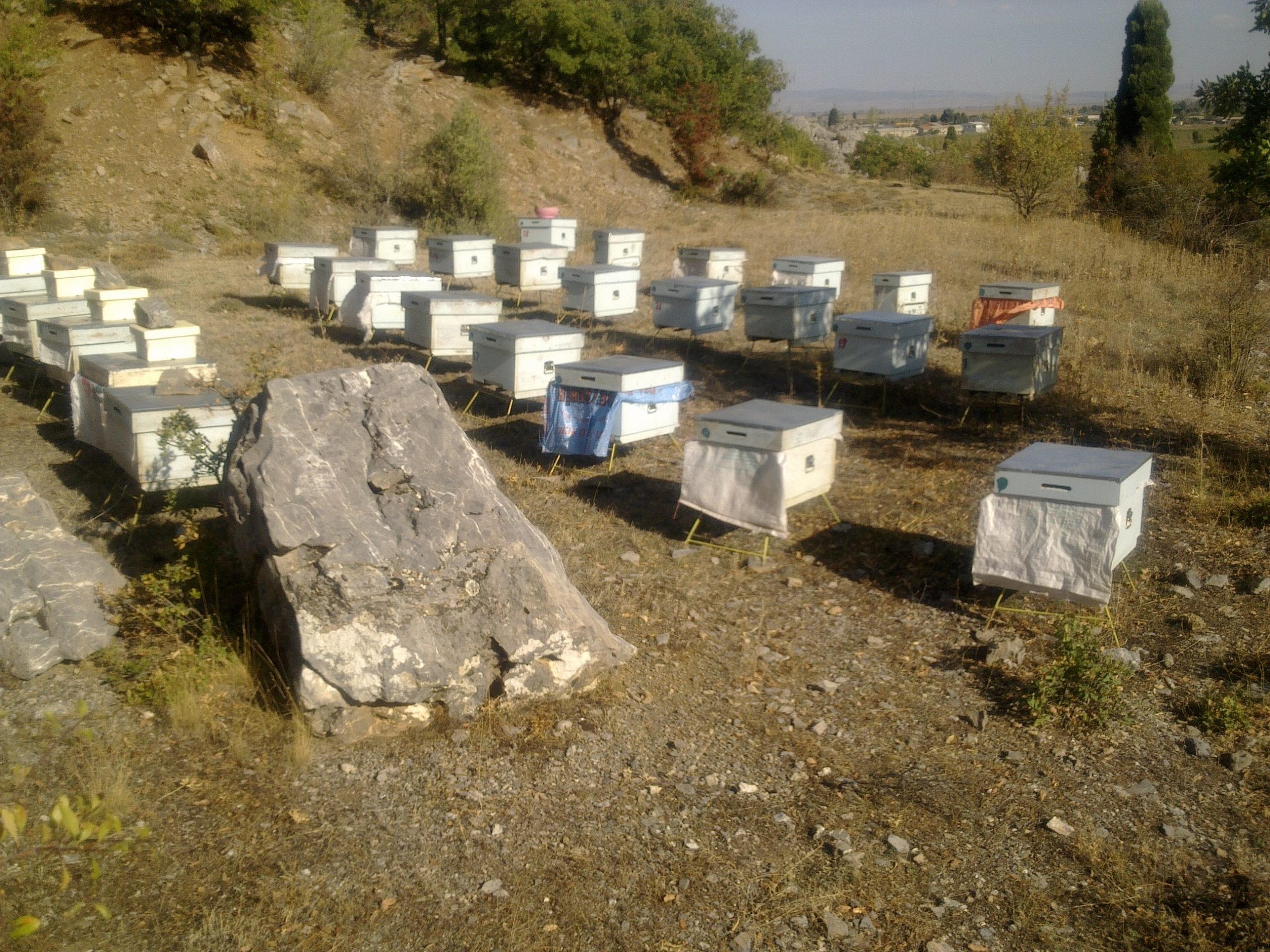 Ç:iftleşme anında olan bir ana resmi bende yok. Telif hakkı ödemek istemem